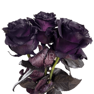 Royal purple rose