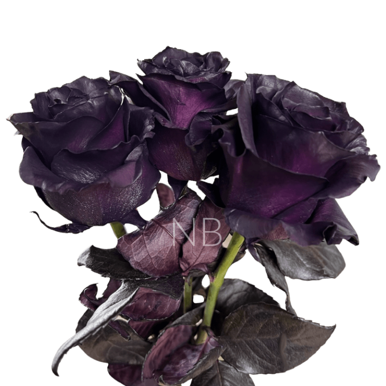 Royal purple rose