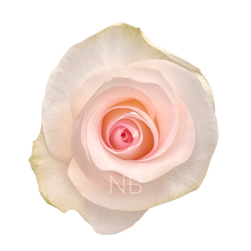 señorita roses