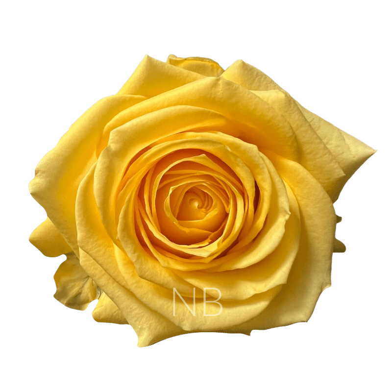 super sun roses