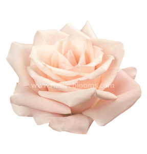 sweet-escimo-roses