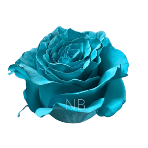 teal tinted ecuadorian roses