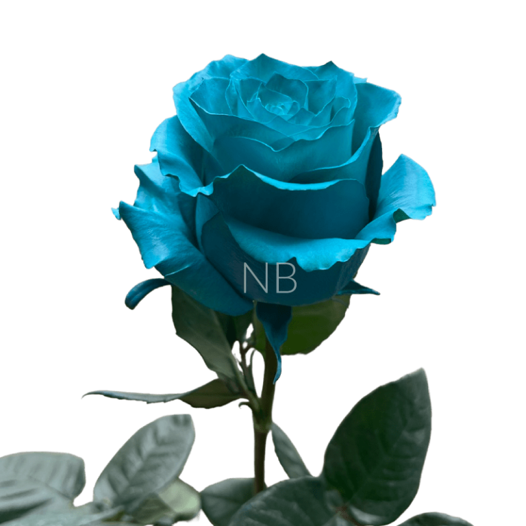 teal tinted ecuadorian rose