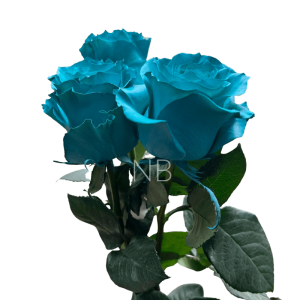 teal tinted ecuadorian roses