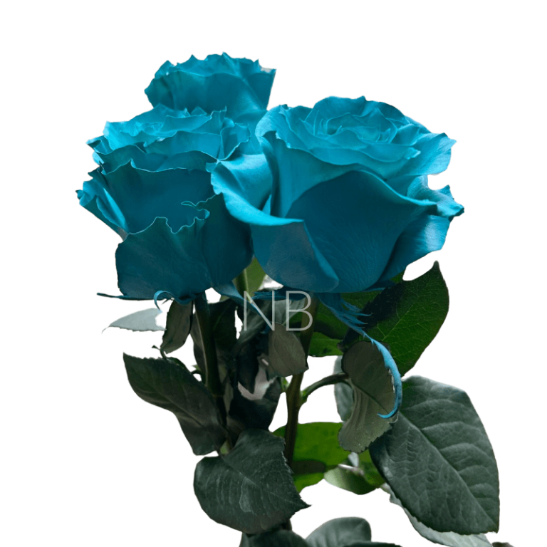 teal tinted ecuadorian roses