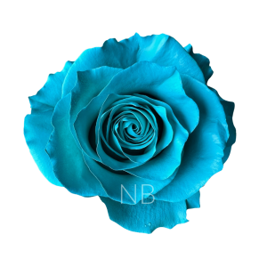 Teal tinted rose