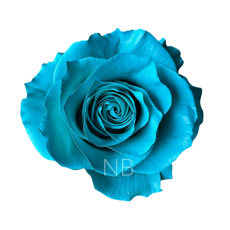 Teal tinted rose