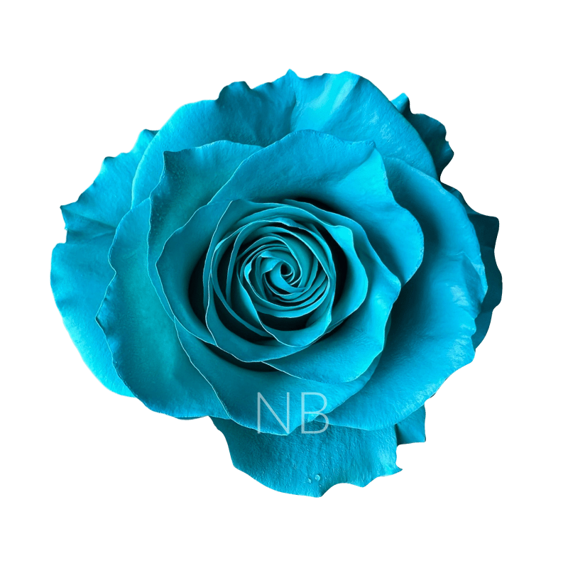 Teal tinted rose