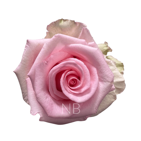 Unnatural Roses Unforgiven Roses | Wholesale Ecuadorian Roses | Native Blooms