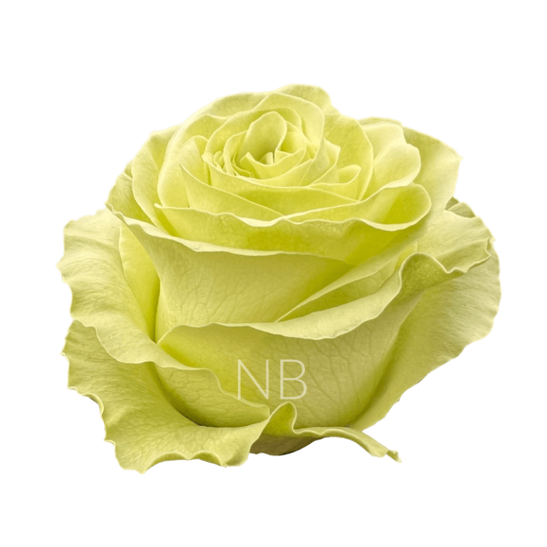 wasabi rose