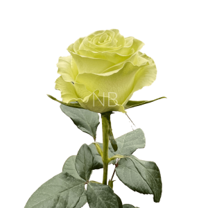 wasabi roses