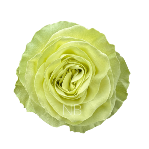 wasabi roses