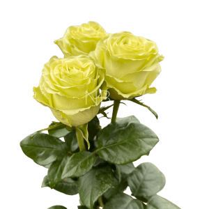 wasabi rose