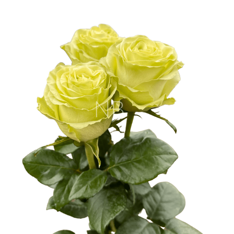 wasabi rose