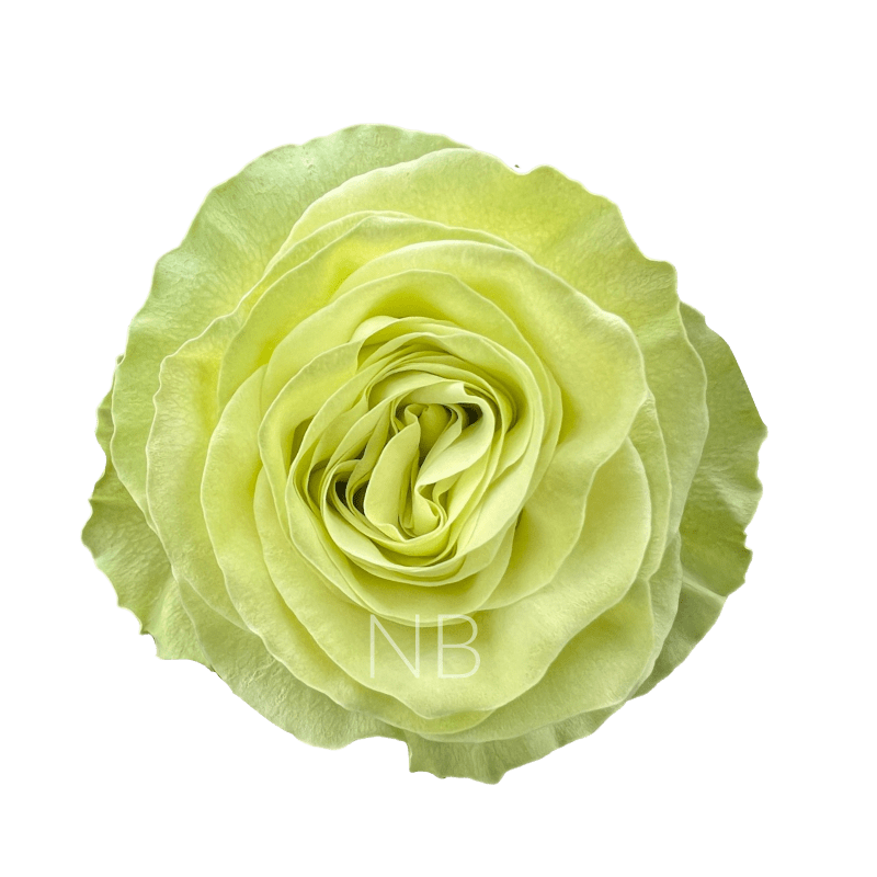 wasabi roses