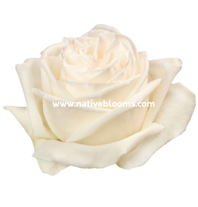 white ohara roses