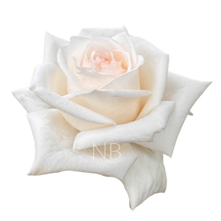 White Ohara Roses