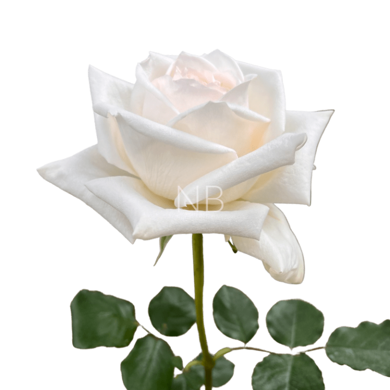 White Ohara Rose