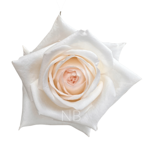 White Ohara Roses