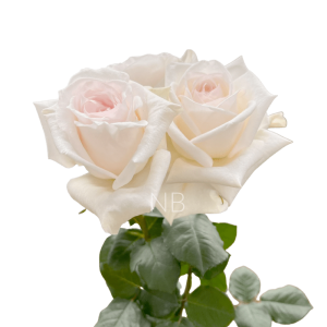 White Ohara Rose