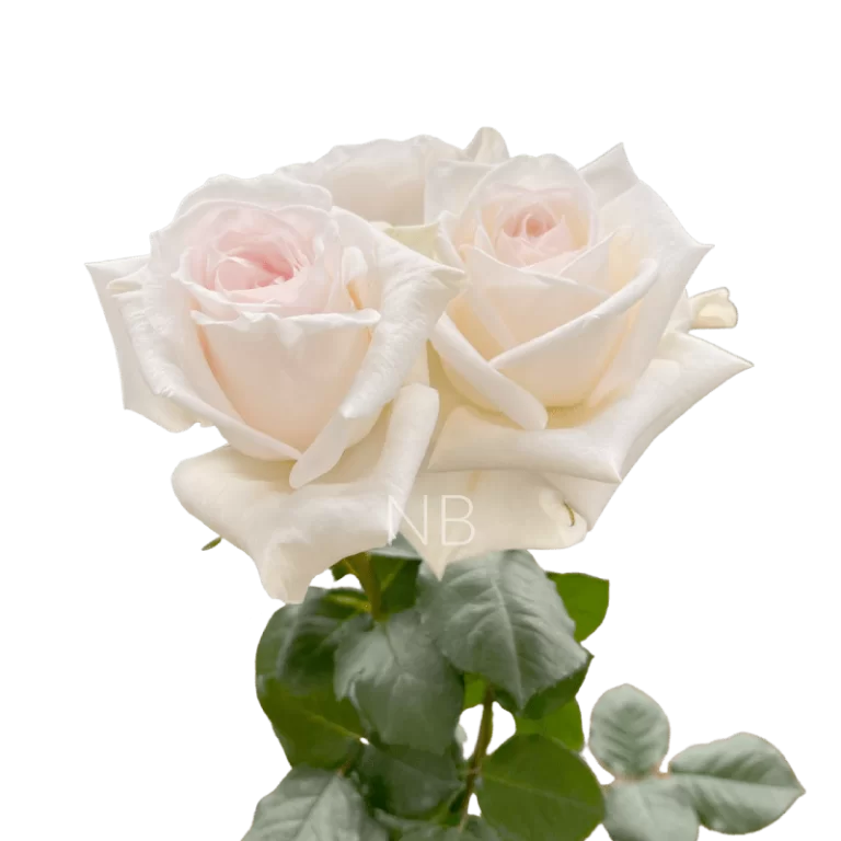 White Ohara Rose