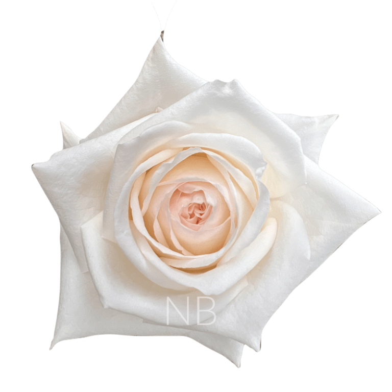 White Ohara Roses