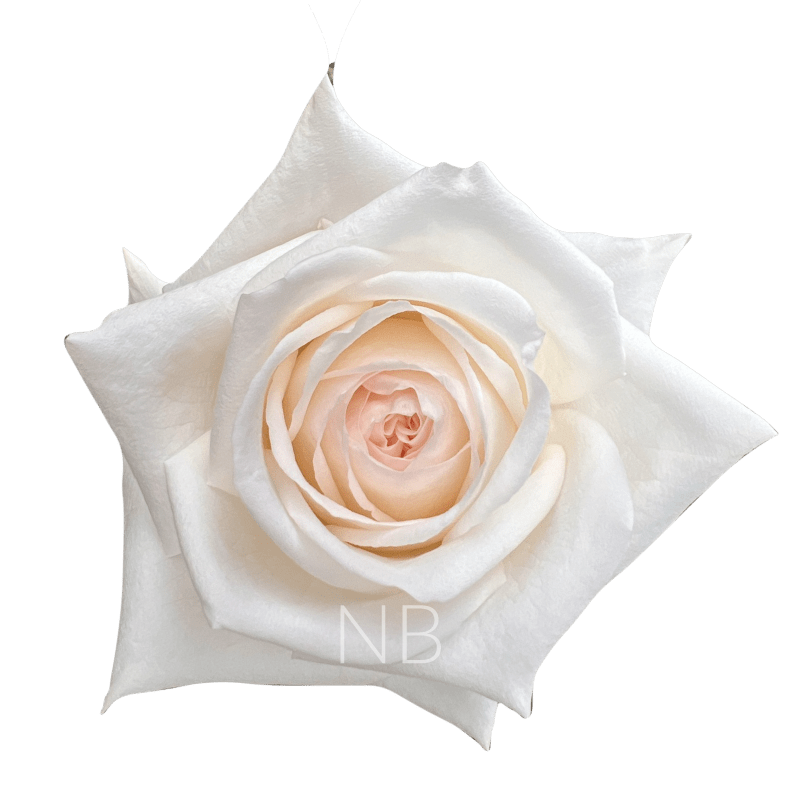 White Ohara Roses