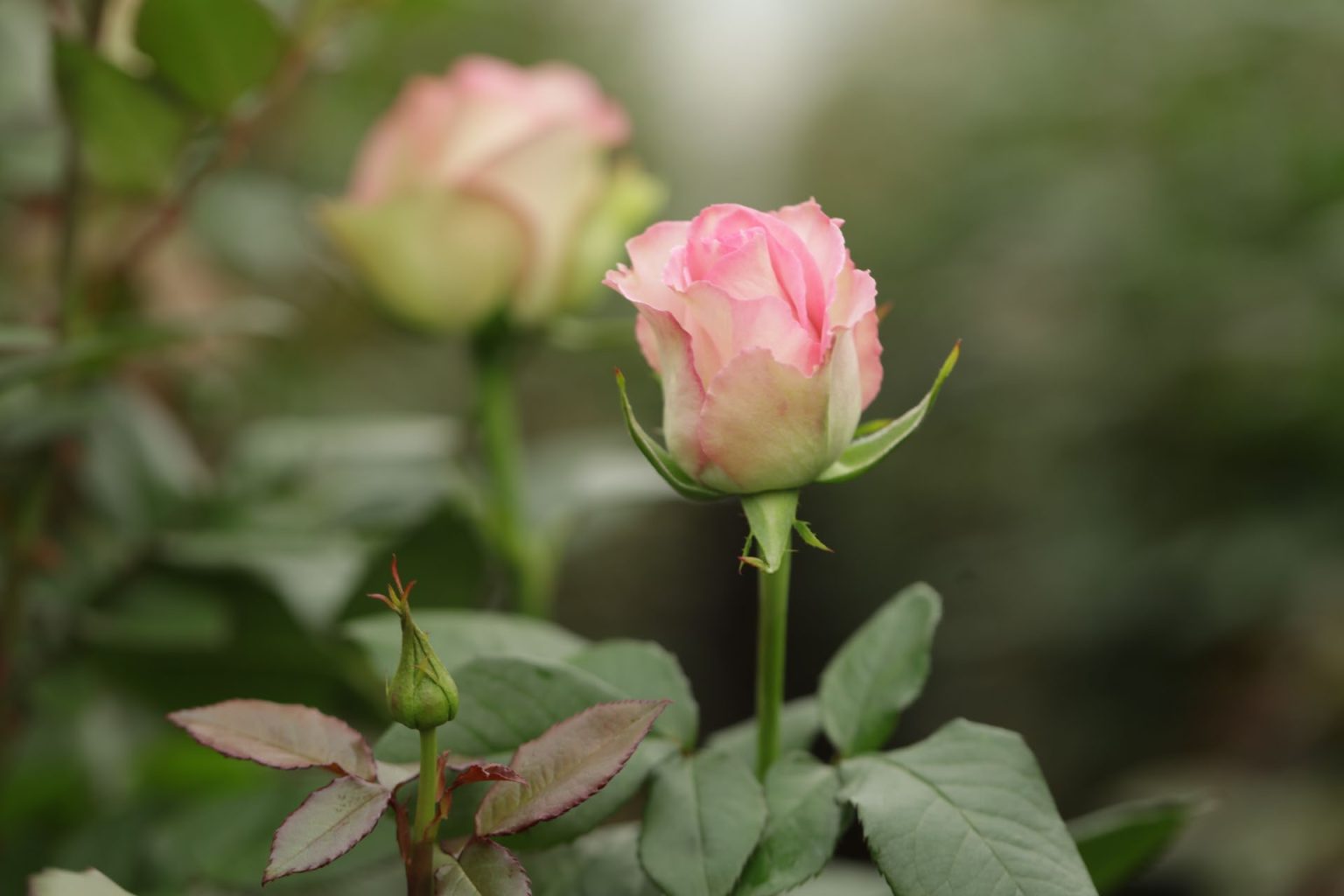 Ecuador Roses Growers & Exporters | Wholesale Ecuadorian Roses | Native ...