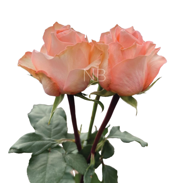 White Roses Reef Coral Reef Roses | Wholesale Ecuadorian Roses | Native Blooms