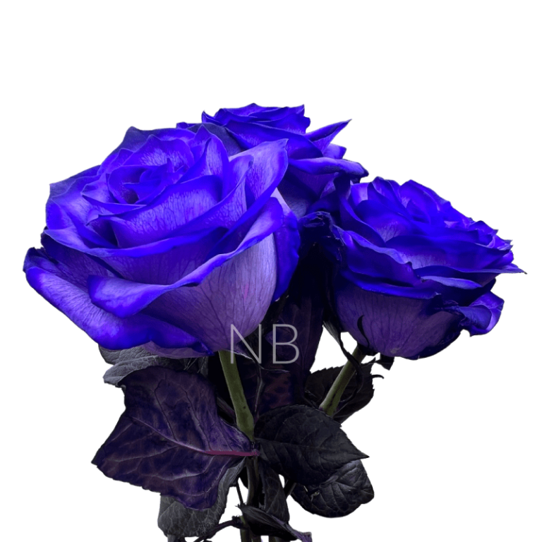 blue moon roses