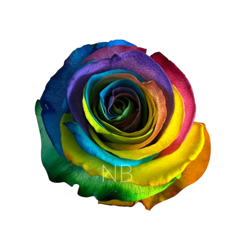 Hot Rainbow Roses