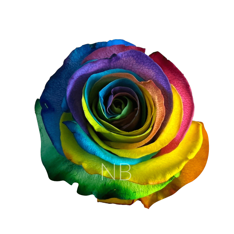 Hot Rainbow Roses