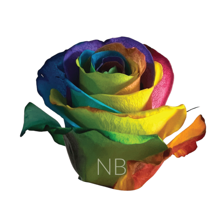 Hot Rainbow Rose