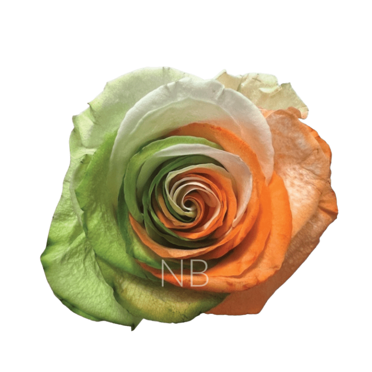 Ireland Spirit Tinted Roses