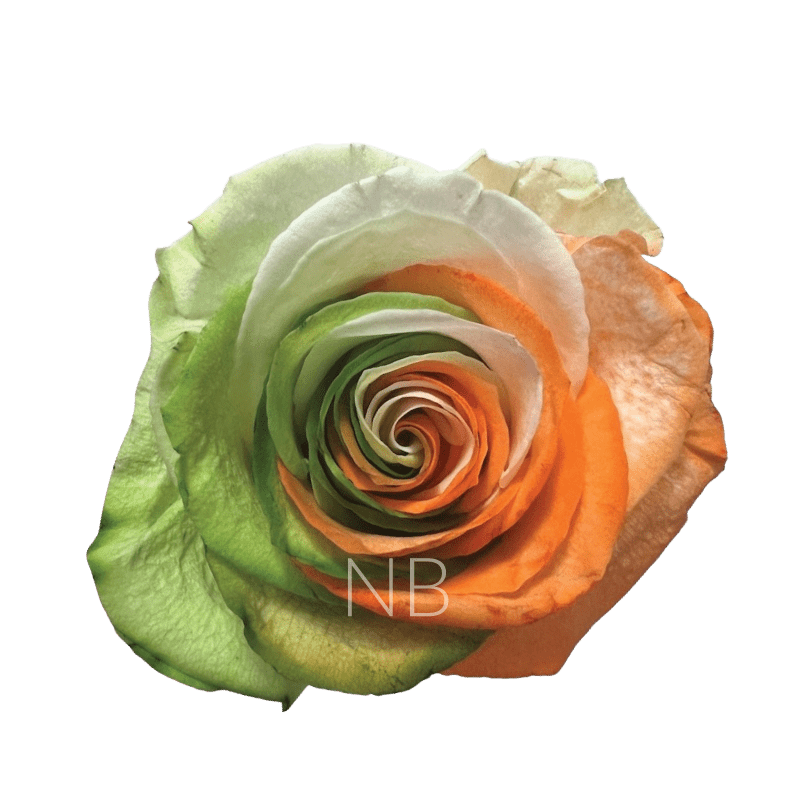 Ireland Spirit Tinted Roses