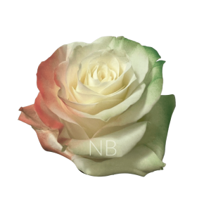 Irish Flag Tinted Rose