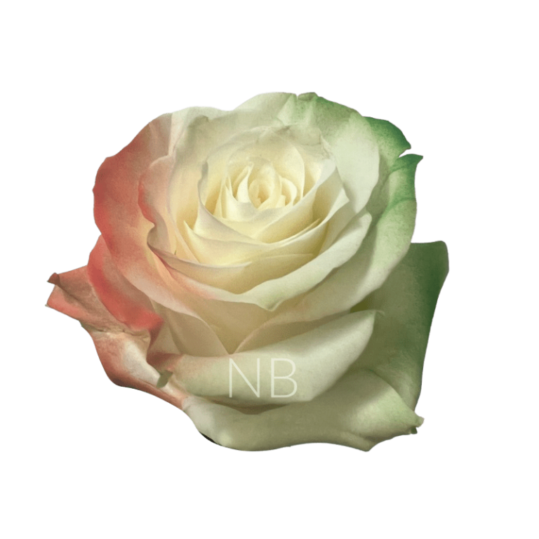 Irish Flag Tinted Rose