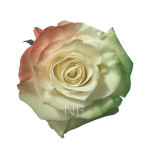 Irish Flag Tinted Roses