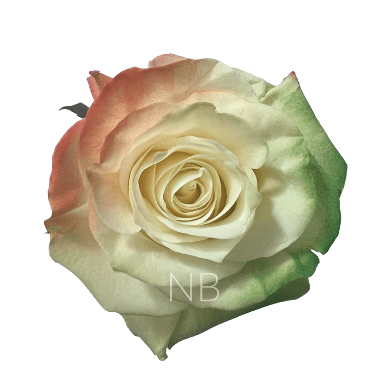 Irish Flag Tinted Roses