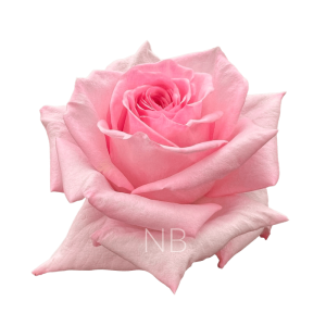 pink ohara roses