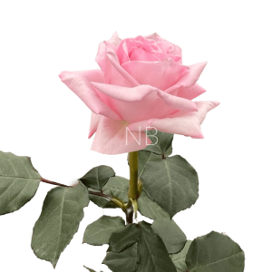 pink ohara rose