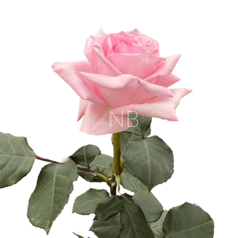 pink ohara rose