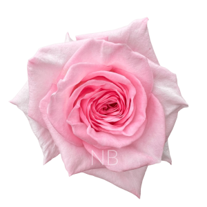 pink ohara roses