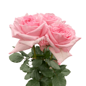 pink ohara roses