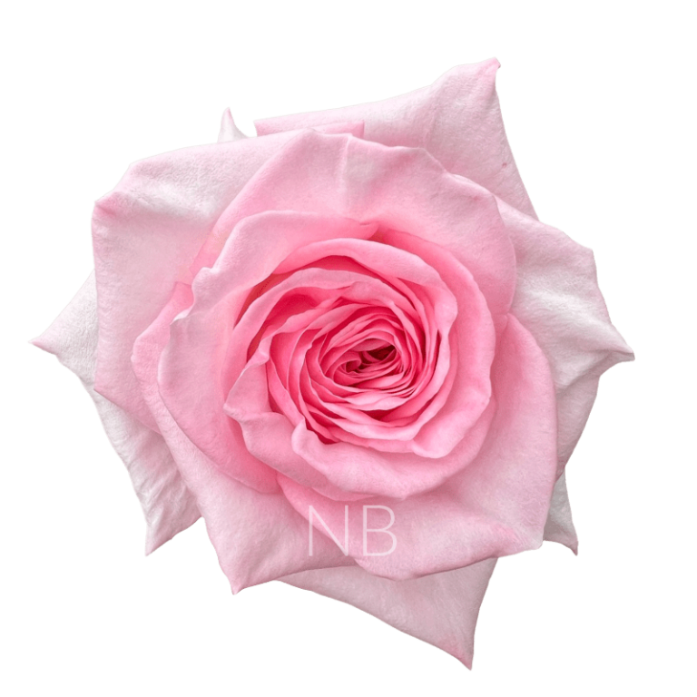 pink ohara roses