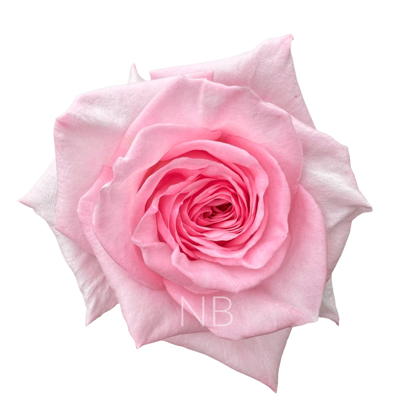 pink ohara roses