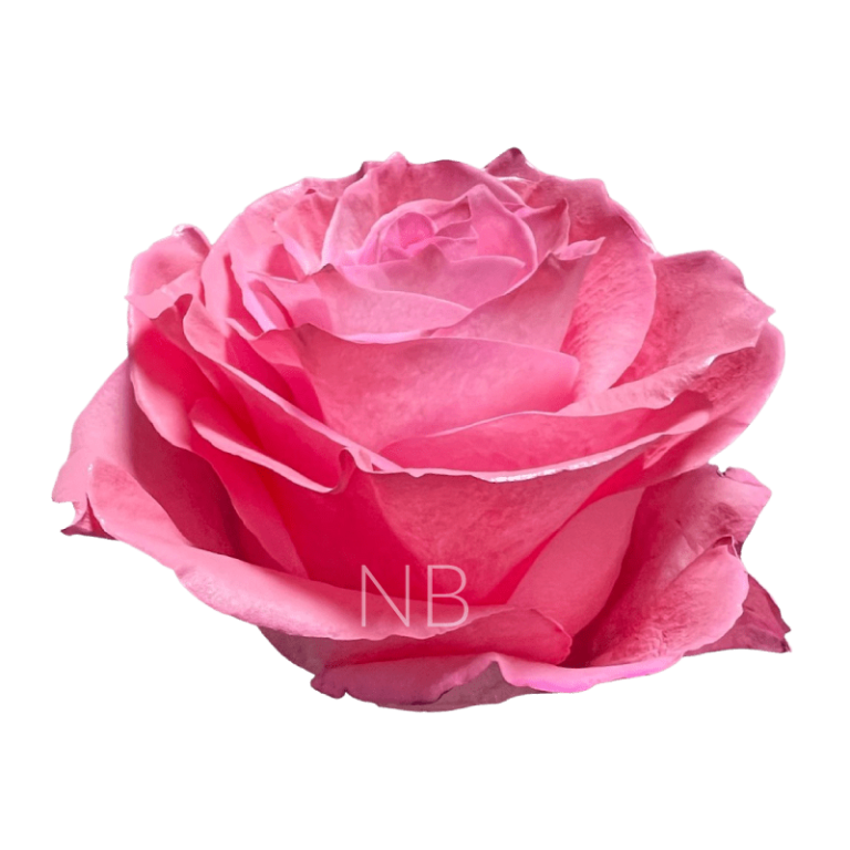 Pastel Pink Rose