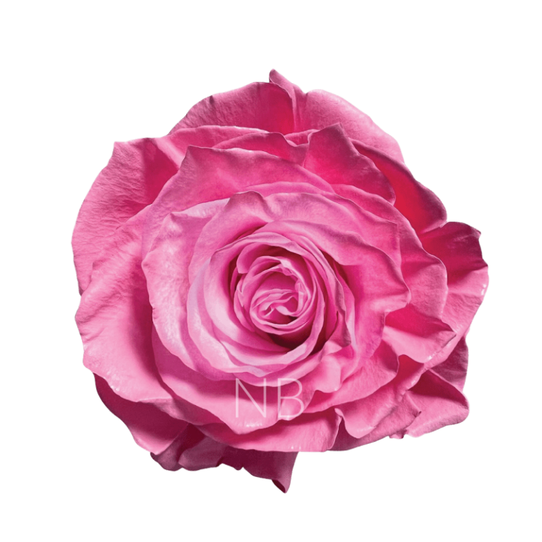 Pastel Pink Roses