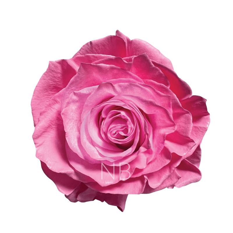 Pastel Pink Roses
