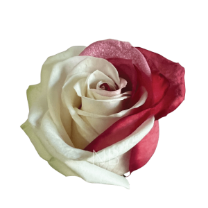 Red and White tinted Roses